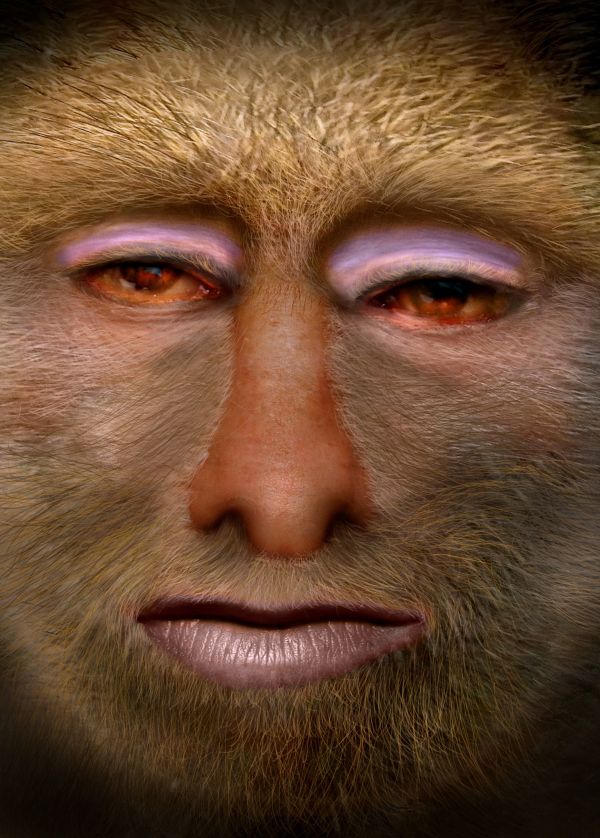 Creation of Baboon Hypnotist : Final Result